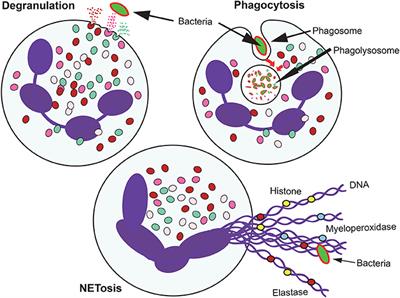 Neutrophil: A Cell with Many Roles in Inflammation or Several Cell Types?